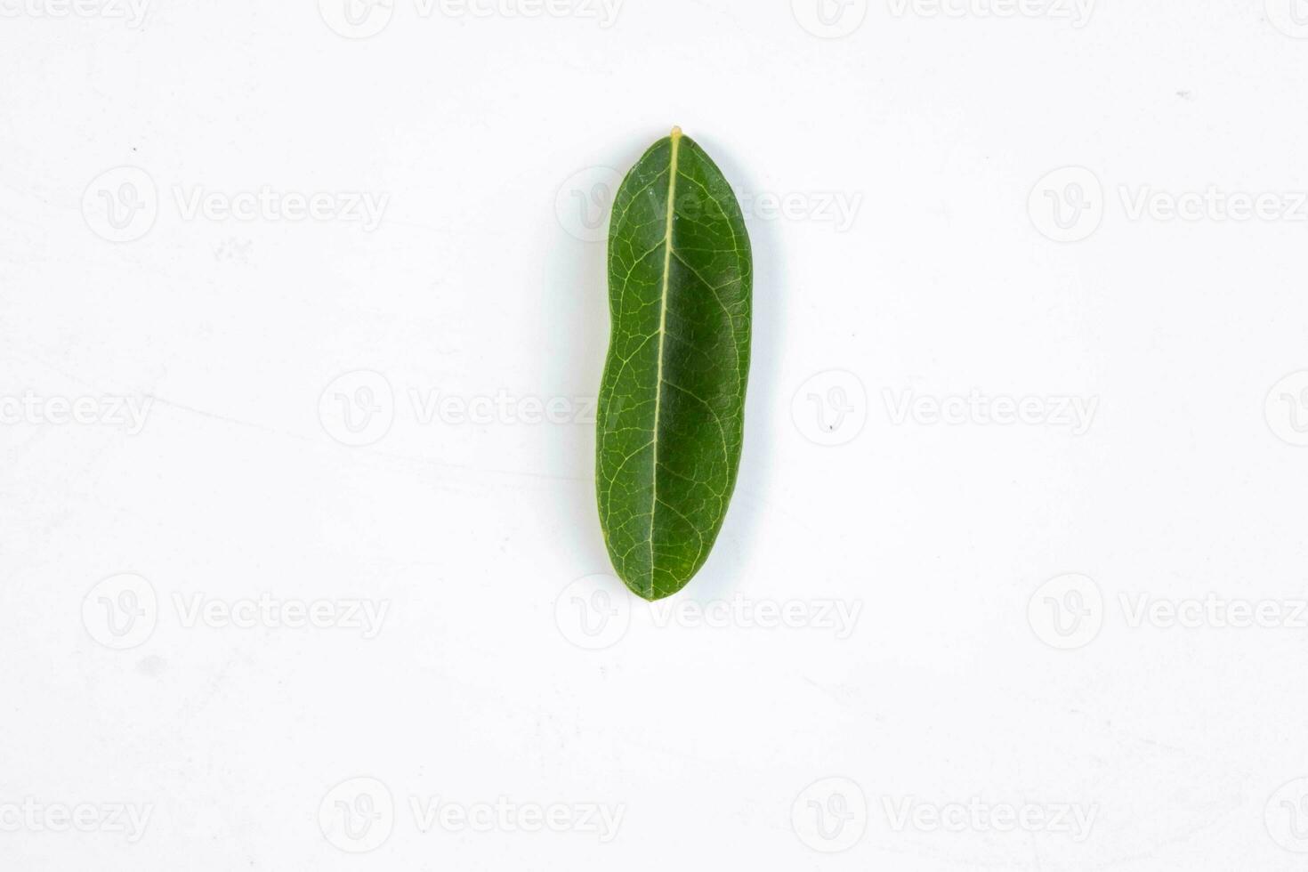 One green leaf of a tropical tree isolated on white background. photo