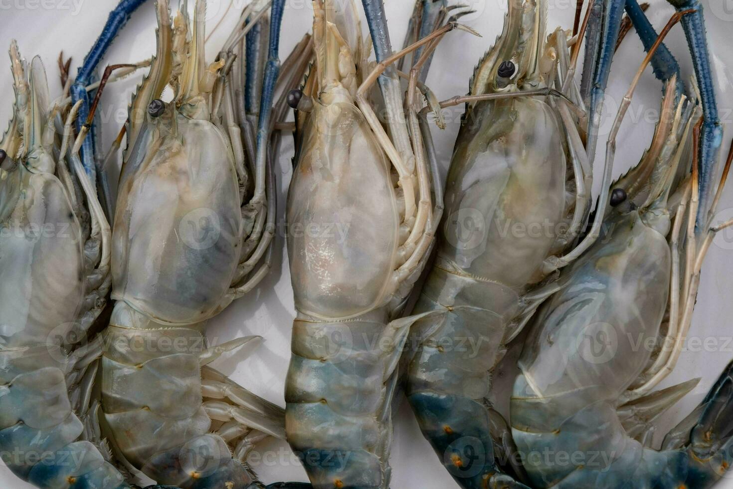 Close up of fresh raw prawns or shrimps in white plate for cooking. photo