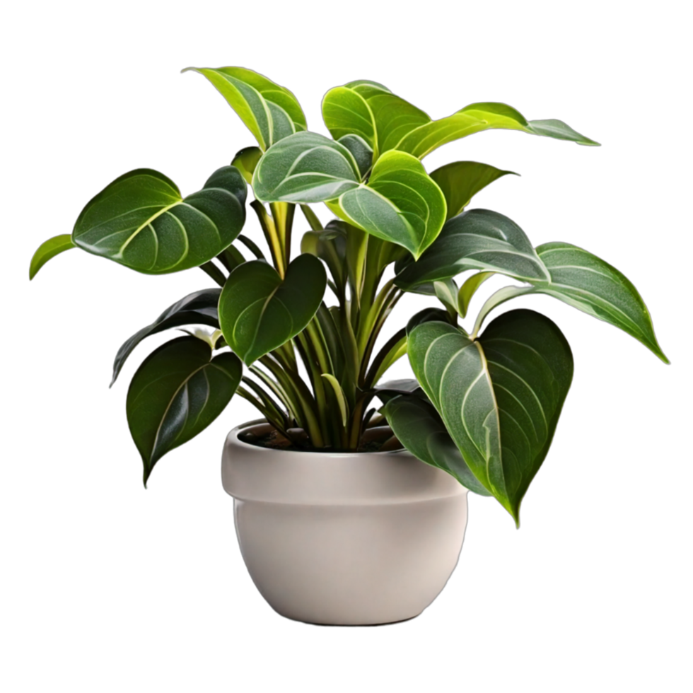 Fern houseplants displayed in ceramic pots with transparent background AI Generative png