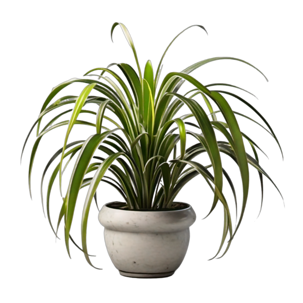 Fern houseplants displayed in ceramic pots with transparent background AI Generative png