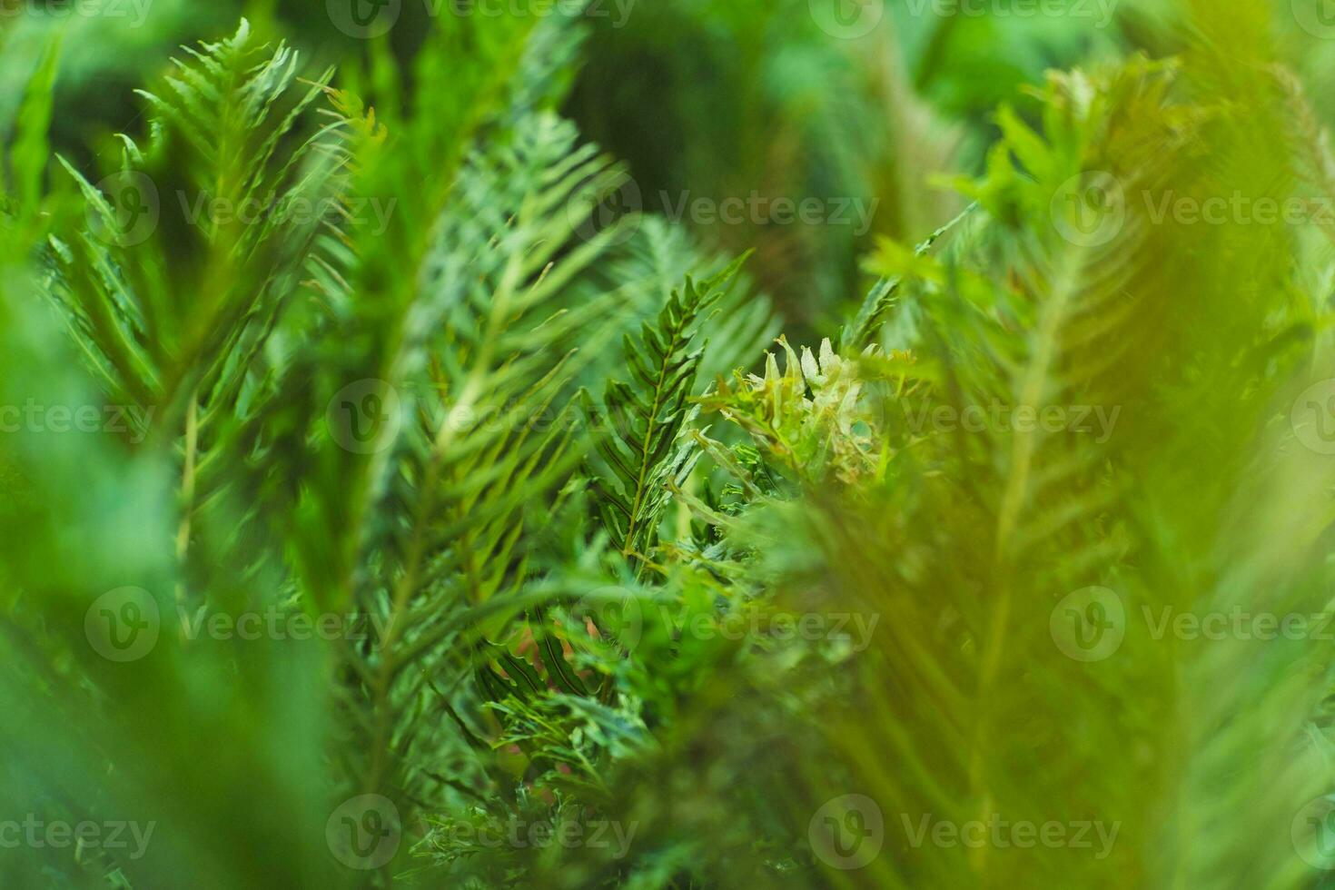 Natural green fern pattern. Fern leaf background. Close up of a fern in a greenhouse. photo