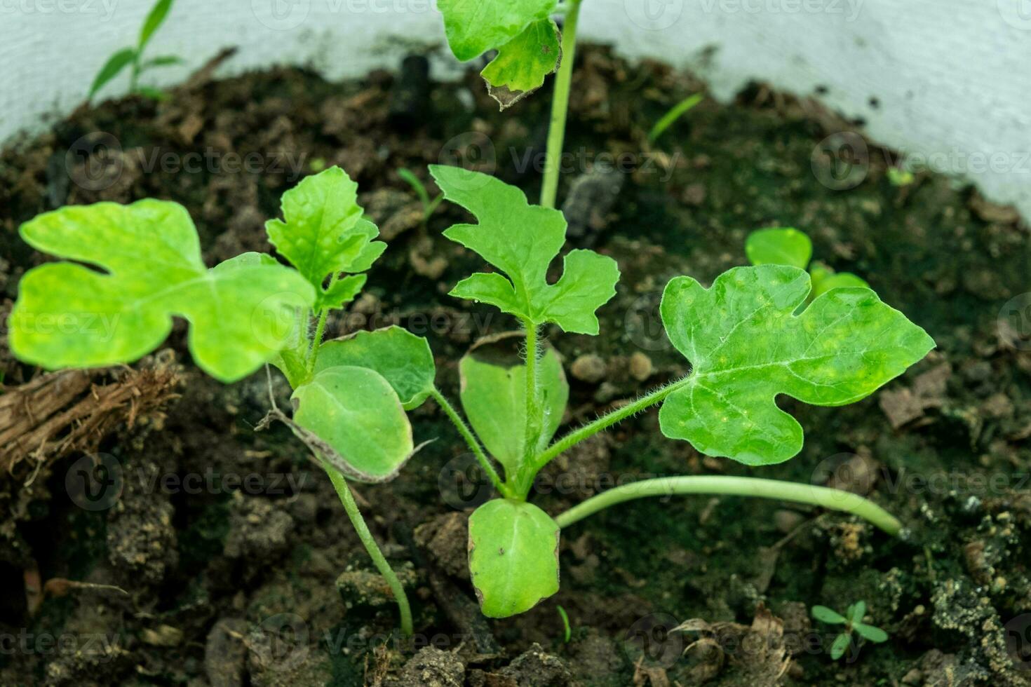 Young watermelon seedlings growing on a vegetable bed. Small green watermelon plant in the garden on a dark earth background. Planting watermelon seeds. photo