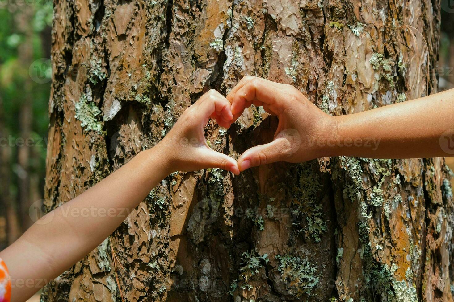 Close up of hands of child and mother forming a heart shape on a tree trunk. A family of environmentalists making heart-shaped fingers on a pine tree. Love and protect nature concept. photo