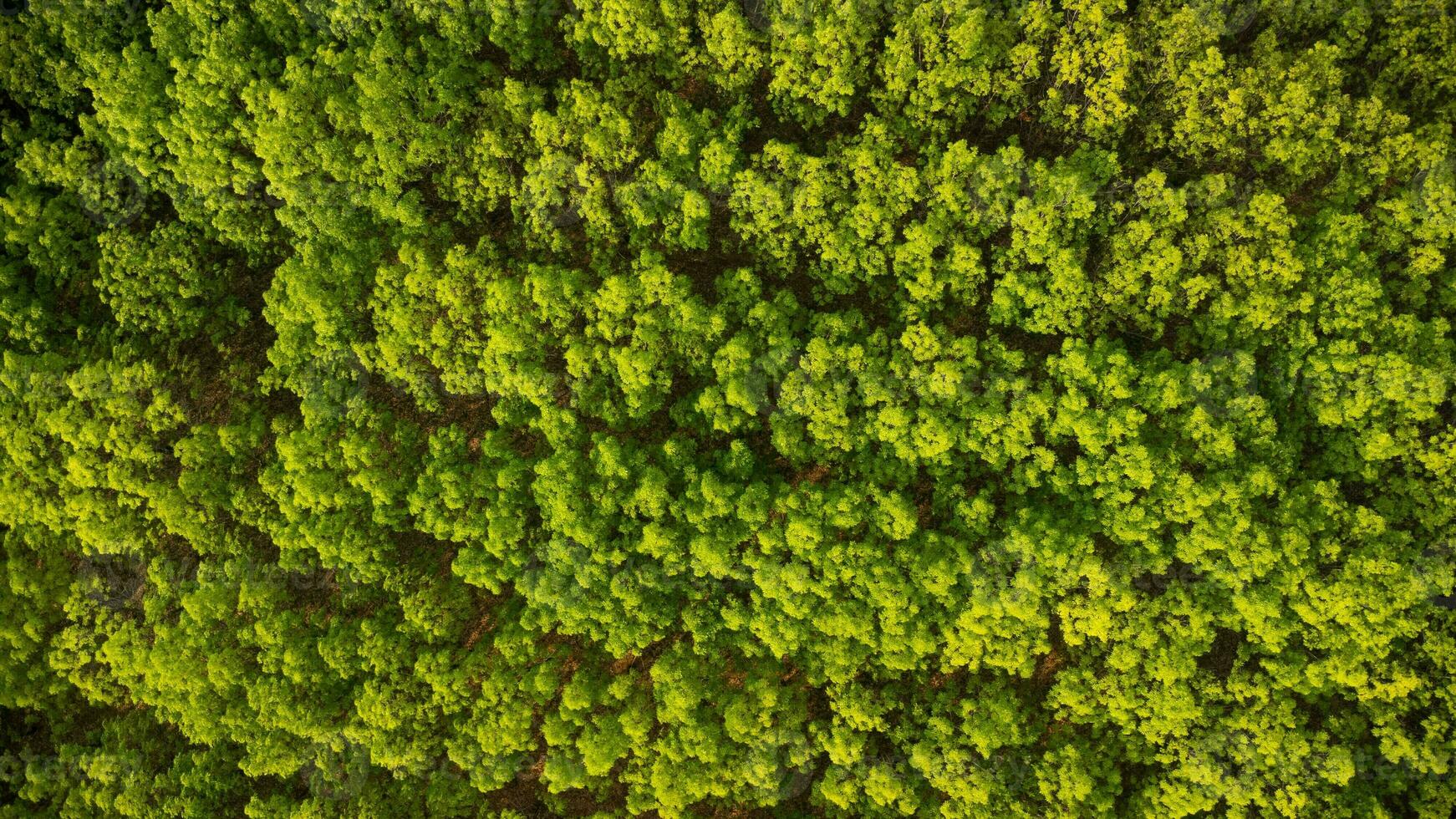 Aerial view of a rubber plantation in warm sunlight. Top view of rubber latex tree and leaf plantation, Business rubber latex agriculture. Natural landscape background. photo