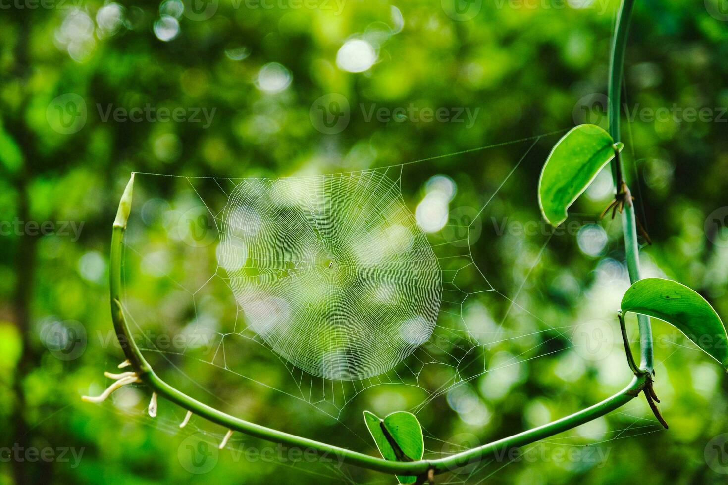 Spider on a cobweb on a green background. Spider web in the forest on a sunny autumn day. Spider net in nature. photo