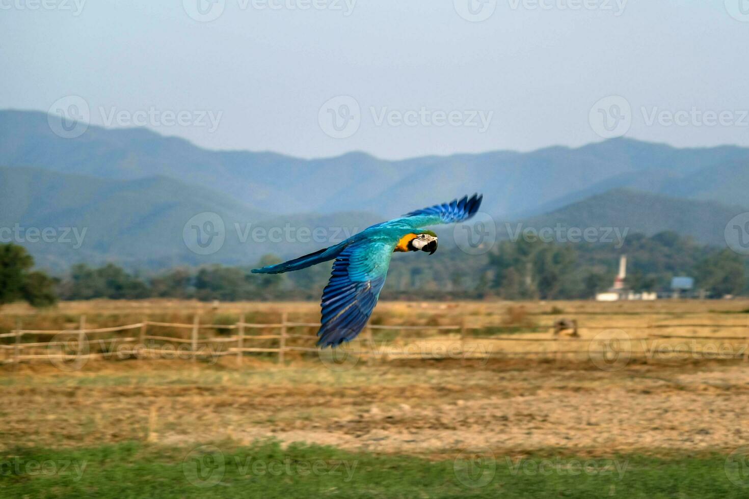 Colorful macaw parrot flying in the garden. close up portrait of colorful blue and yellow macaw parrot Ara ararauna photo