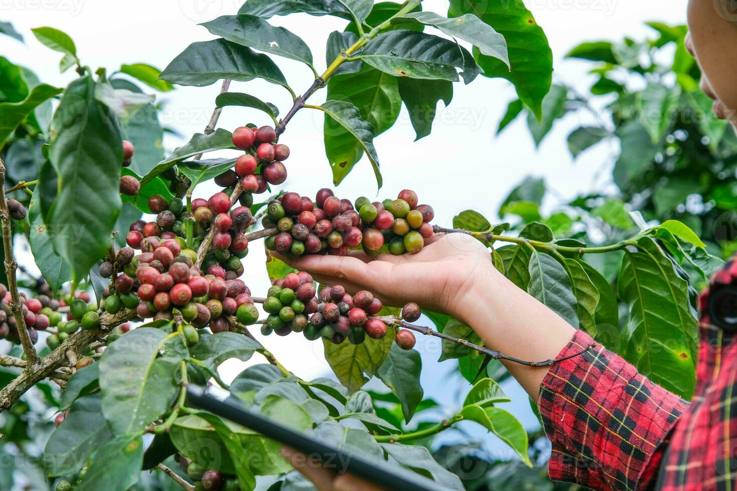 agricultor asiático moderno usando tableta digital y revisando granos de café maduros en la plantación de café. aplicación de tecnología moderna en el concepto de actividad de cultivo agrícola. foto