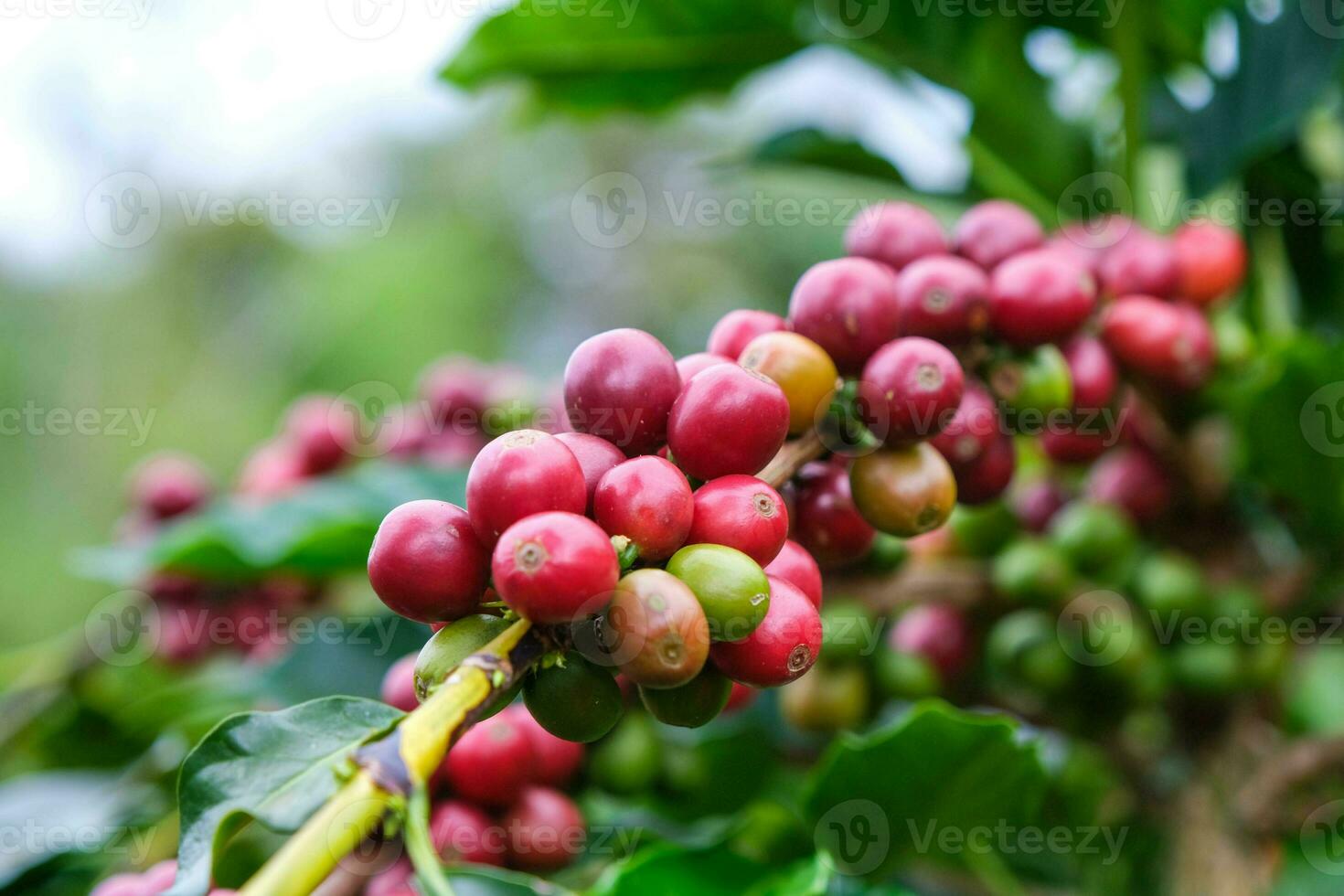 Coffee bushes ripen in the mountains of Thailand ready to be harvested with green and red coffee cherries. Arabica coffee beans ripening on tree in in organic coffee plantation. photo