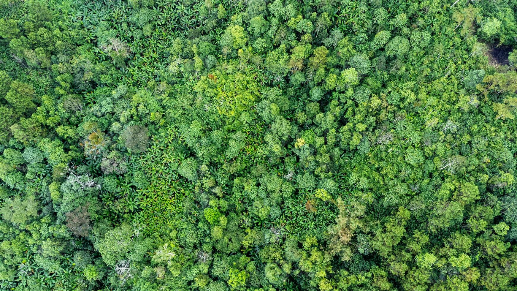 Aerial view of tropical forests and sunlight in the morning. Natural landscape background. photo