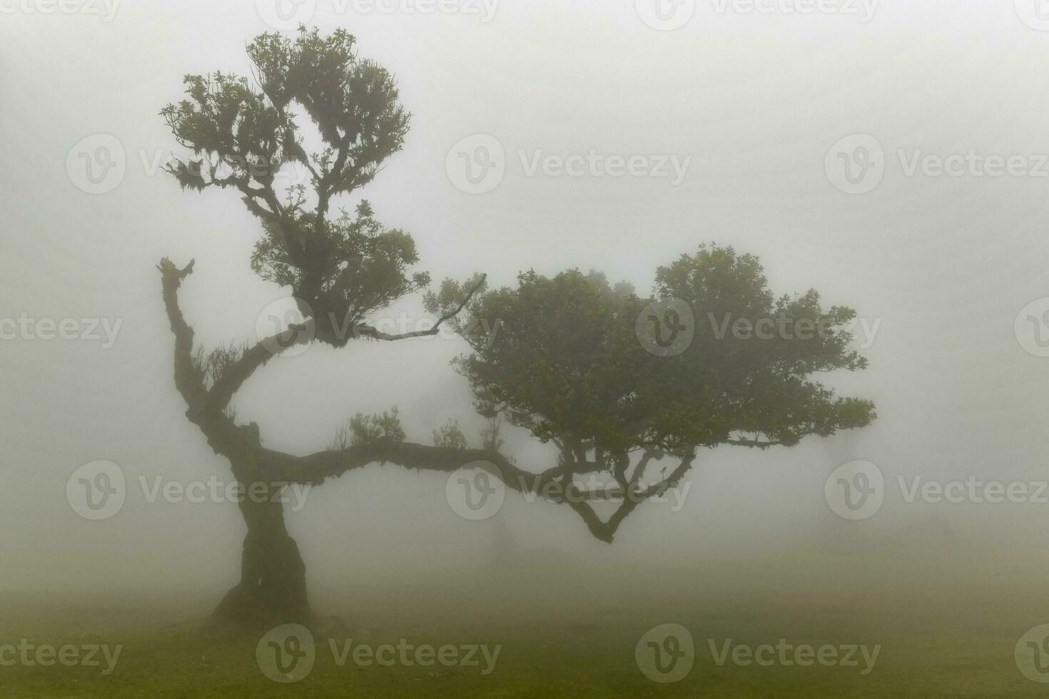 ventilador bosque - seixal, Portugal foto