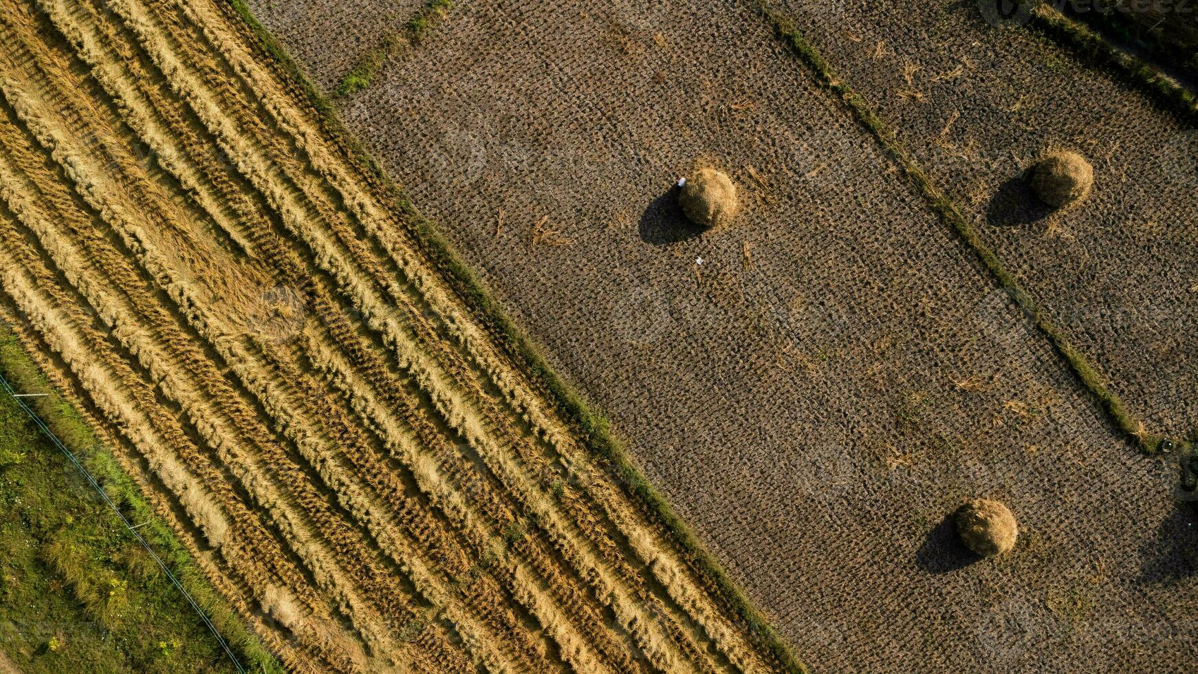 campos de arroz después de cosechar arroz en tailandia. drone vuela sobre el pajar después de la temporada de cosecha en los arrozales. vista superior del otoño después de la cosecha con pajitas caídas en el pueblo agrícola. foto