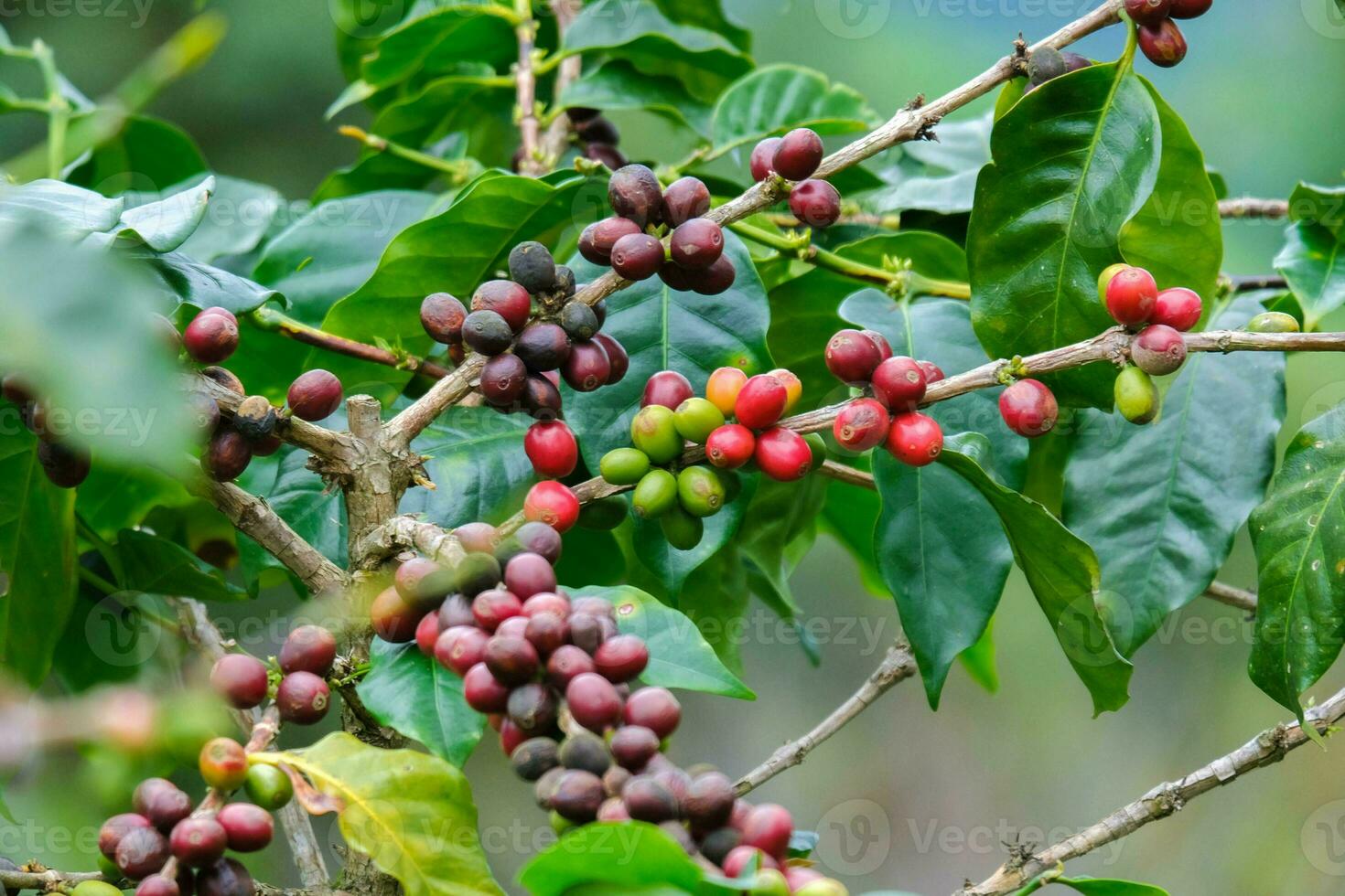 Coffee bushes ripen in the mountains of Thailand ready to be harvested with green and red coffee cherries. Arabica coffee beans ripening on tree in in organic coffee plantation. photo