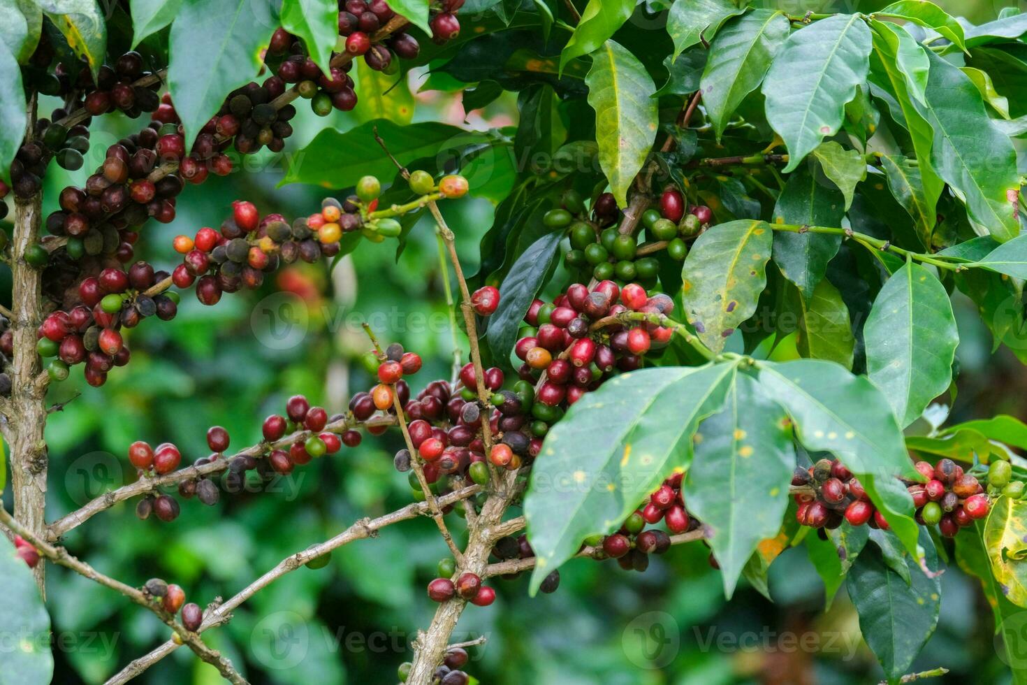 Coffee bushes ripen in the mountains of Thailand ready to be harvested with green and red coffee cherries. Arabica coffee beans ripening on tree in in organic coffee plantation. photo