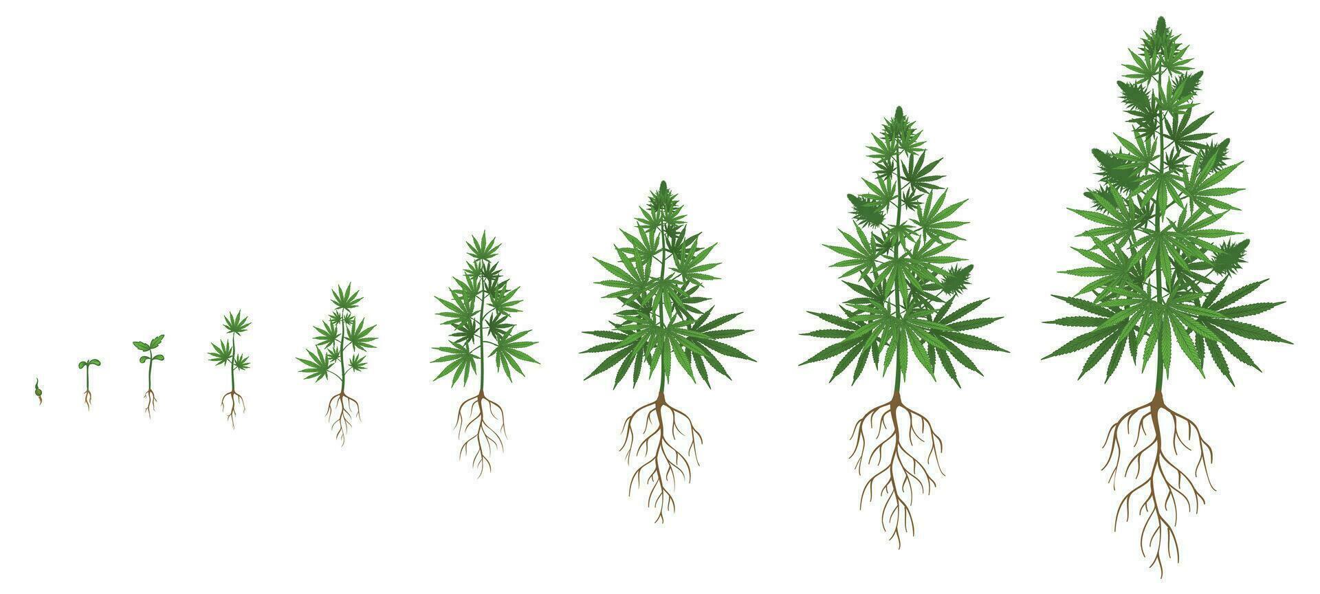 Hemp plant growth cycle. Cannabis cultivation, planting marijuana seeds and hemps plants stages of growth vector illustration