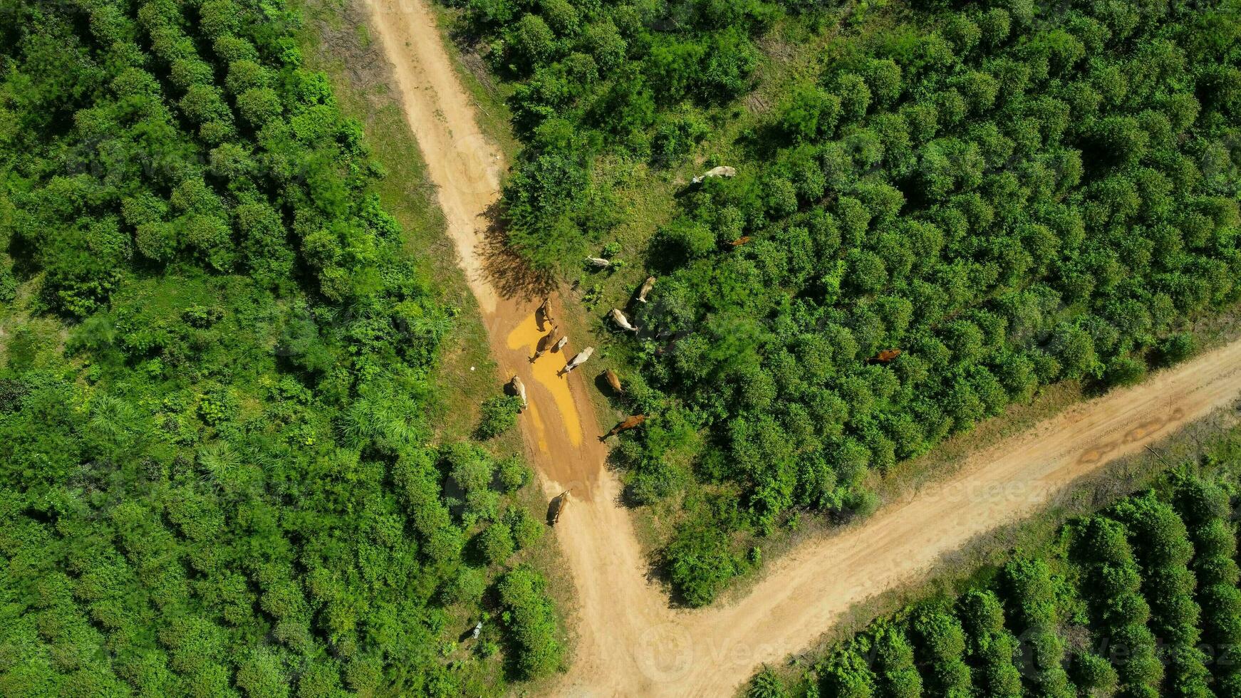 Aerial view of a herd of cows walking on a dirt road in a rural pasture in the morning. Beautiful green area of farmland or eucalyptus plantations with herds in the rainy season of northern Thailand. photo