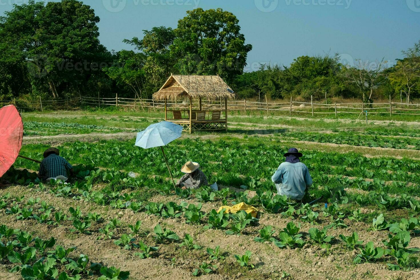 agricultura es tomando cuidado de repollo creciente en un hermosa jardín con brillante luz de sol en el Mañana. granjero en un local sostenible orgánico granja. foto