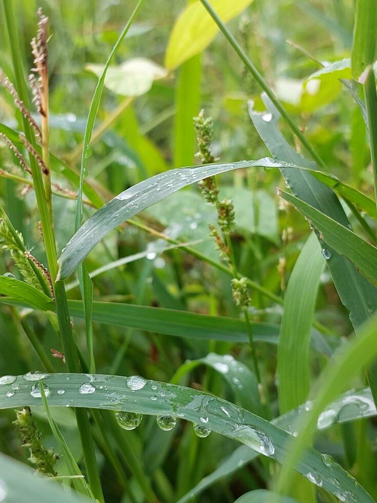 Plants with dew drops photo