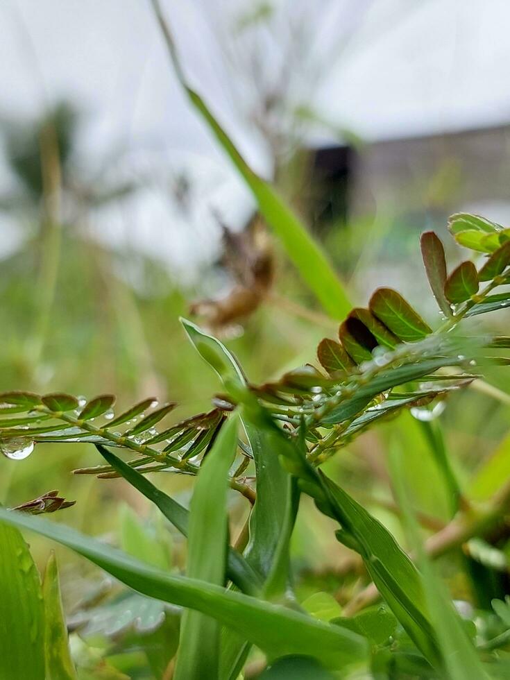 Plants with dew drops photo