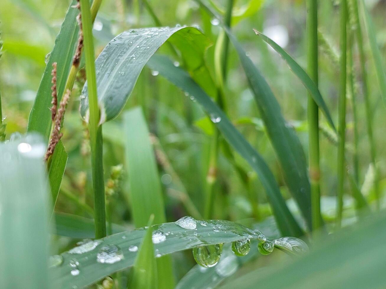 Plants with dew drops photo