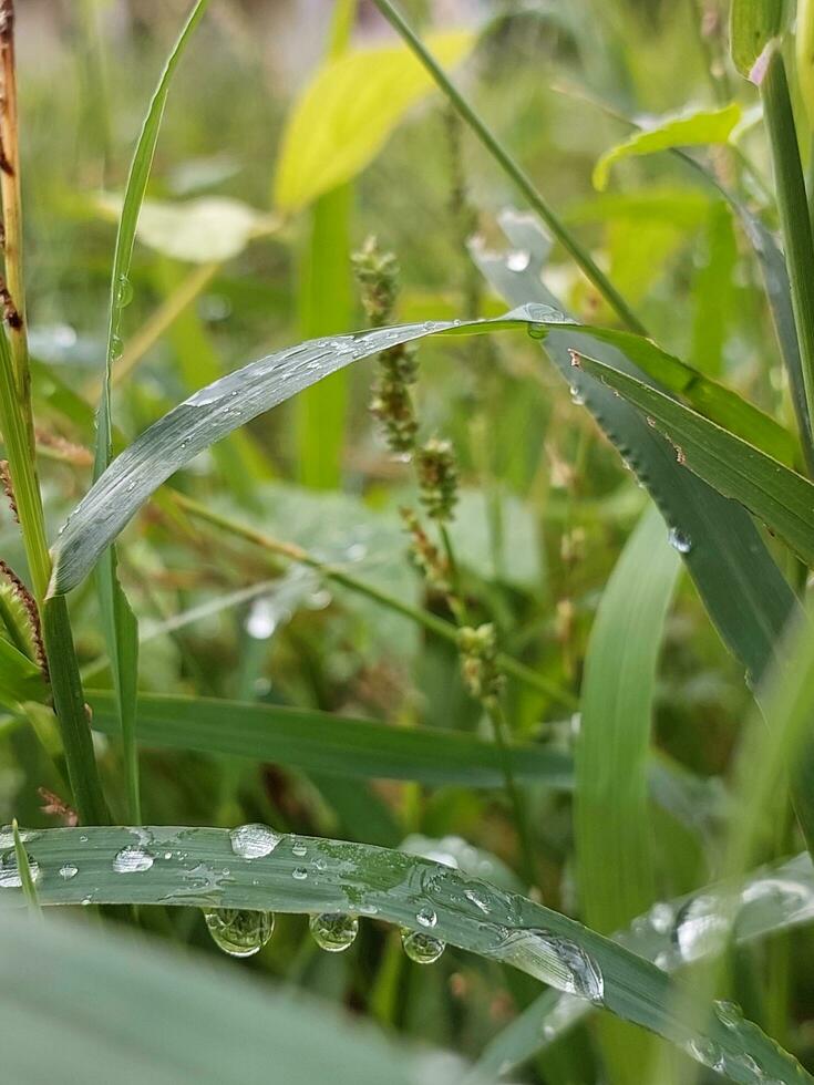 Plants with dew drops photo