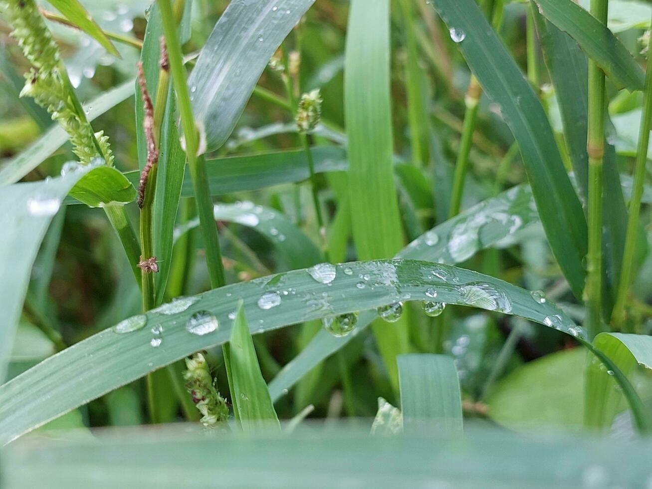 plantas con Rocío gotas foto