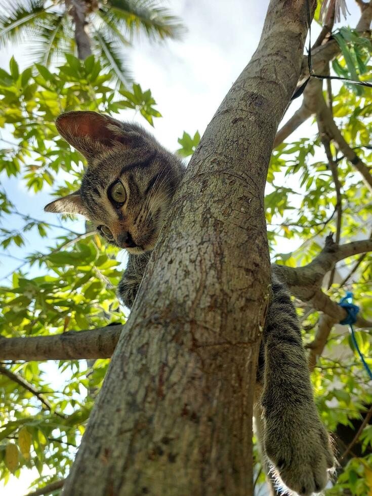 Cat climbs tree photo