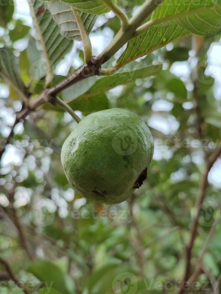 guava tree and guava fruit in the garden photo