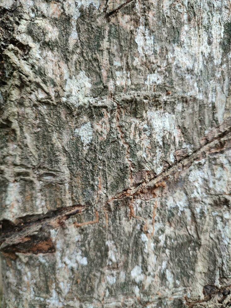 the texture of the patterns and veins of the trees that are near the rice fields photo
