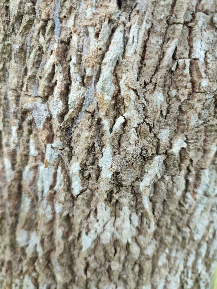 textures, patterns, and veins of tree trunks photo