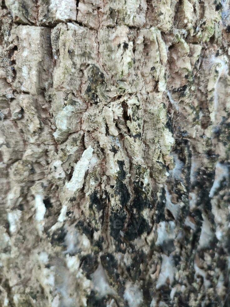 textures, patterns, and veins of tree trunks photo