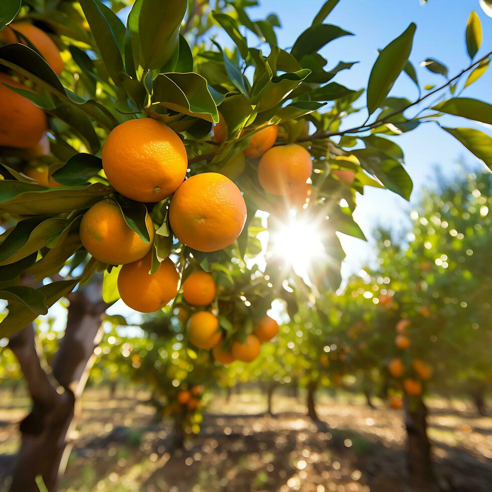 naranjas arboles en orgánico Fruta granja, ai generado foto