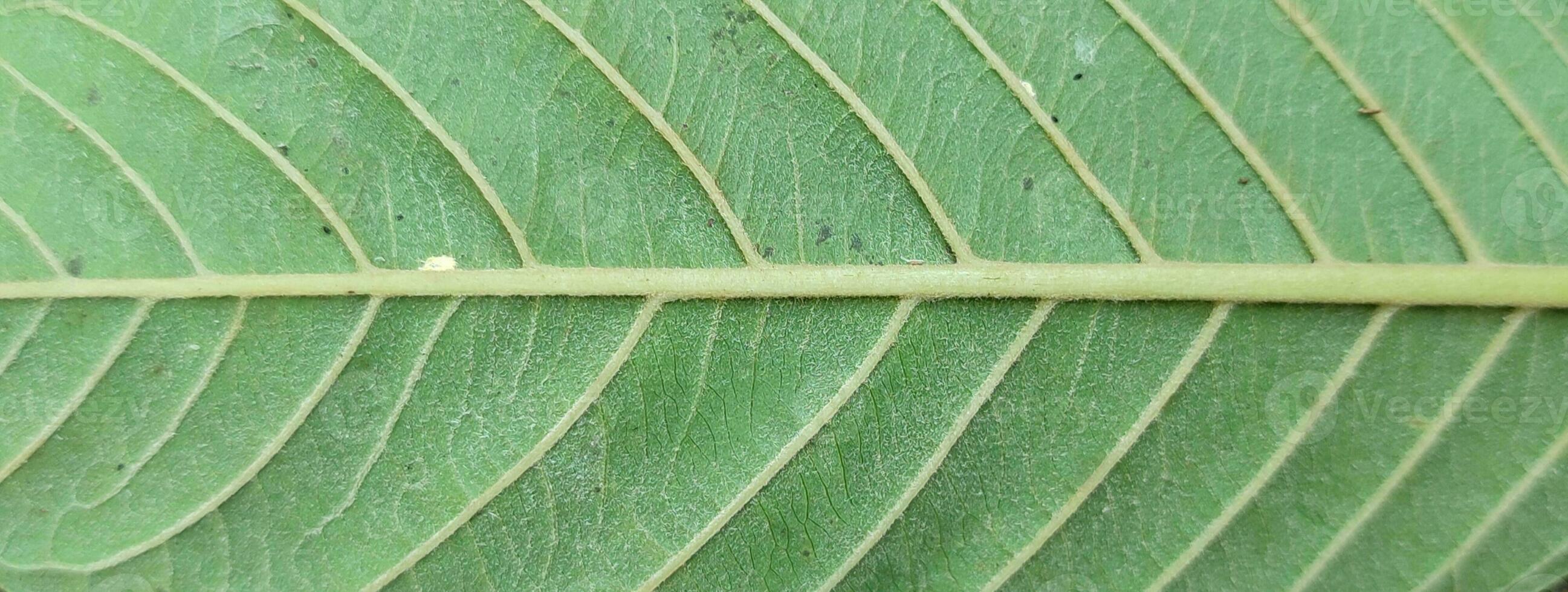 texture, pattern, veins of wild leaves in the forest photo