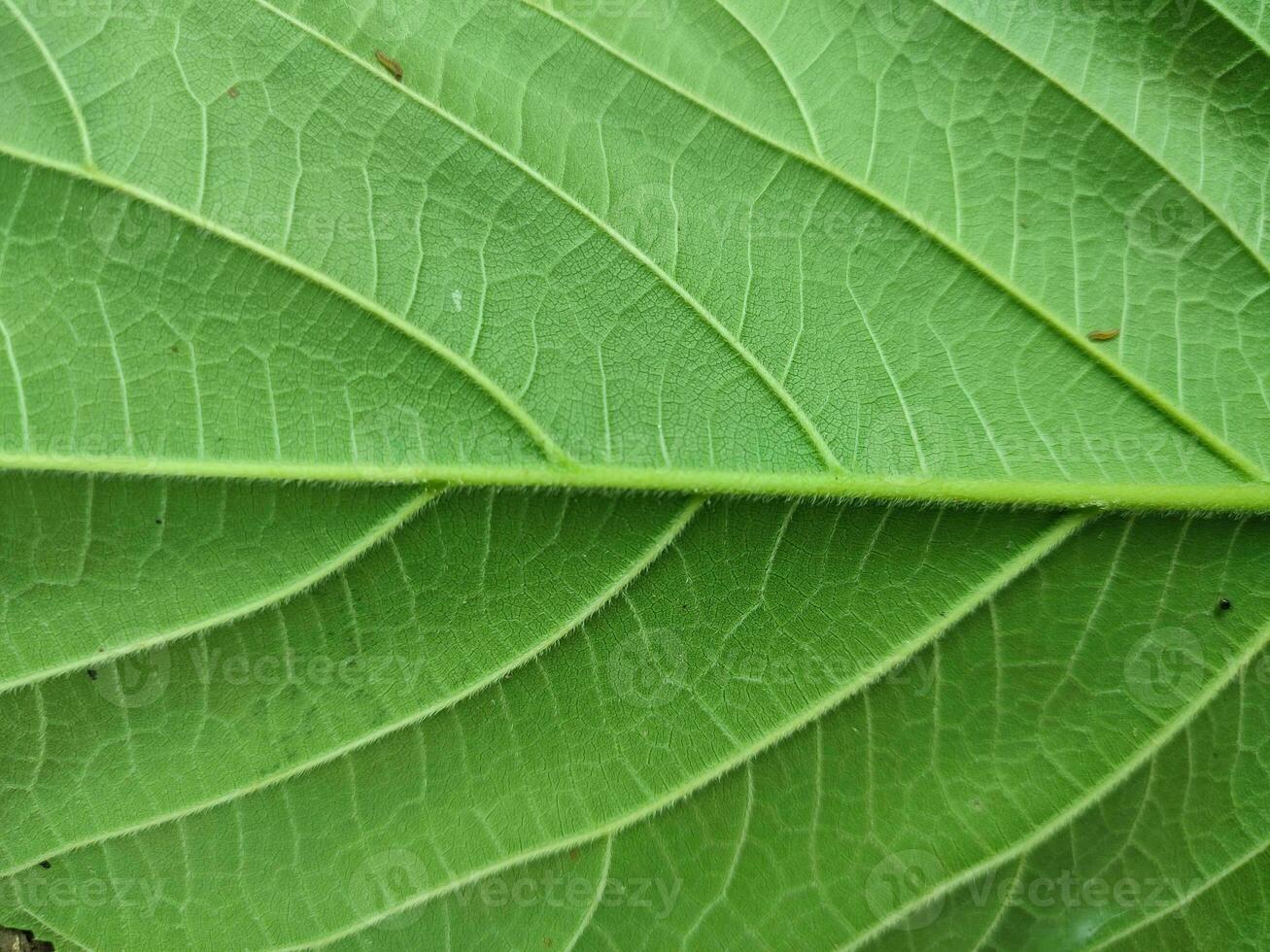 texture, pattern, veins of wild leaves in the forest photo