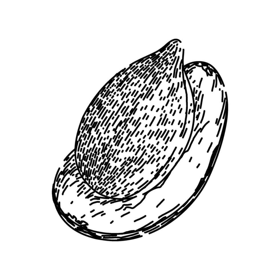 pile sunflower seed sketch hand drawn vector