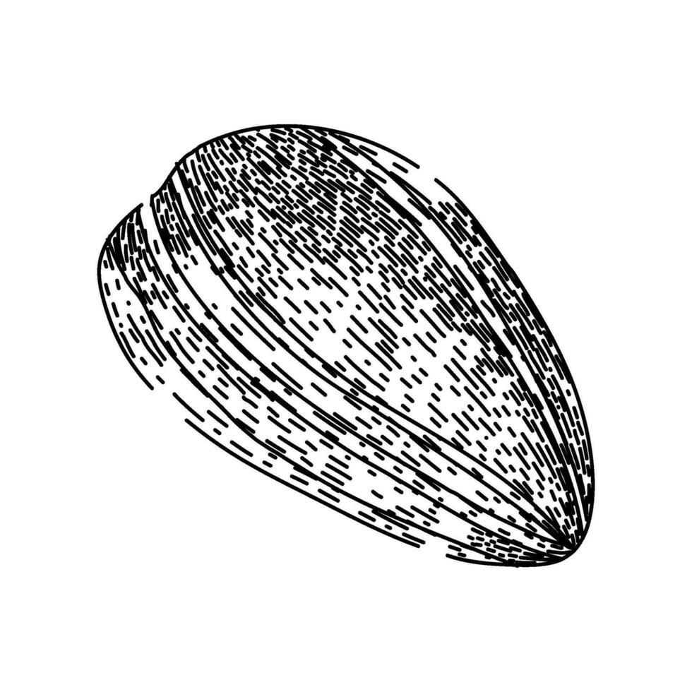 grain sunflower seed sketch hand drawn vector