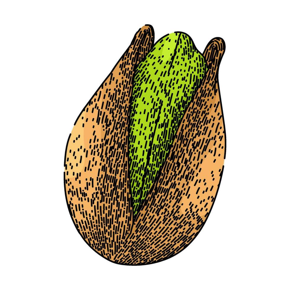 green pistachio nut sketch hand drawn vector