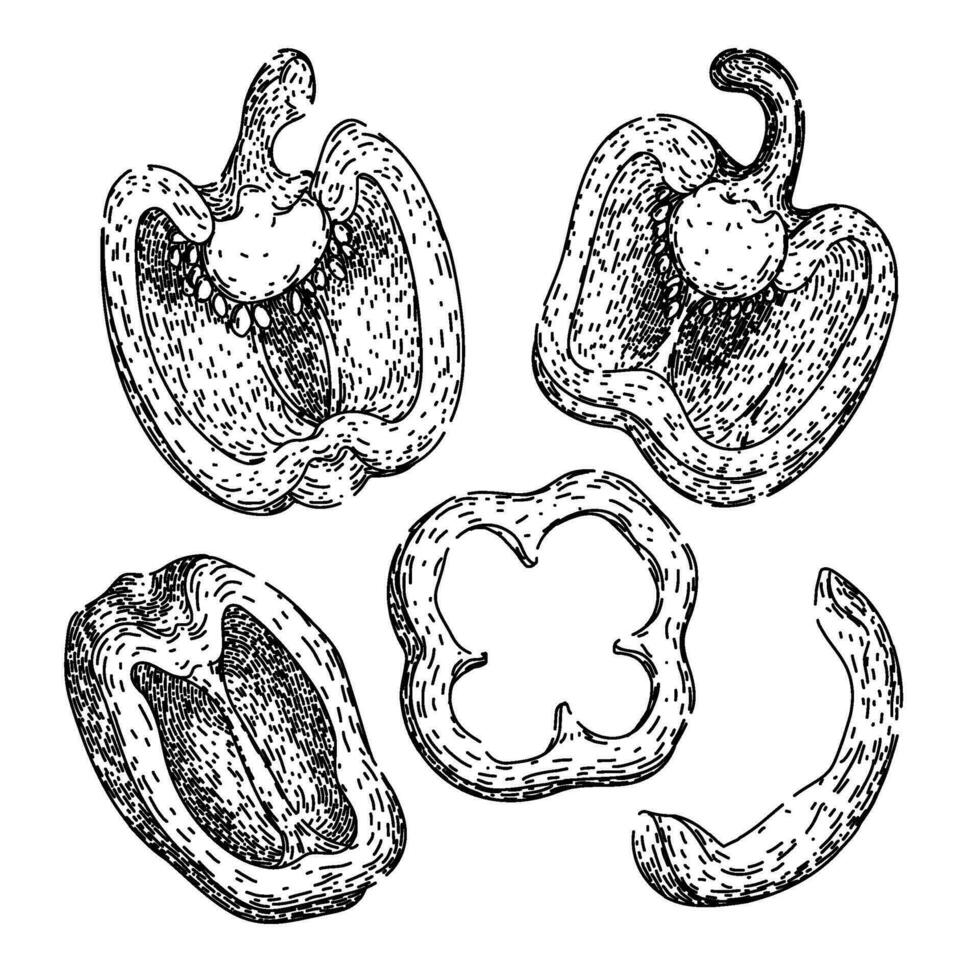 pimienta especia conjunto bosquejo mano dibujado vector