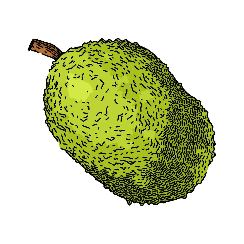 organic jackfruit sketch hand drawn vector