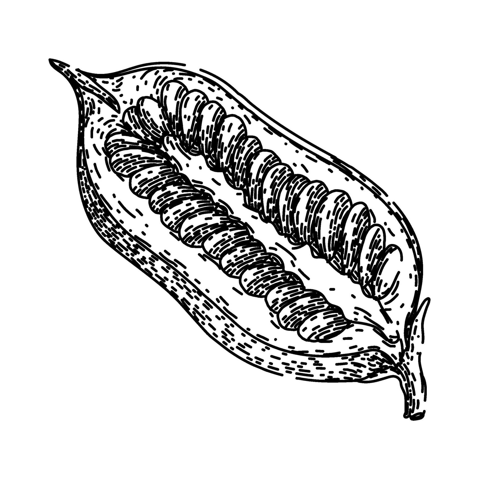 grain sesame seed sketch hand drawn vector 32520595 Vector Art at Vecteezy