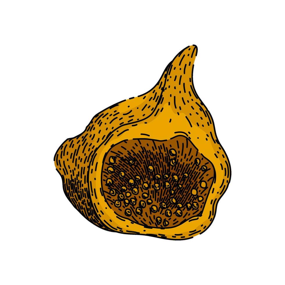 healthy fig sketch hand drawn vector