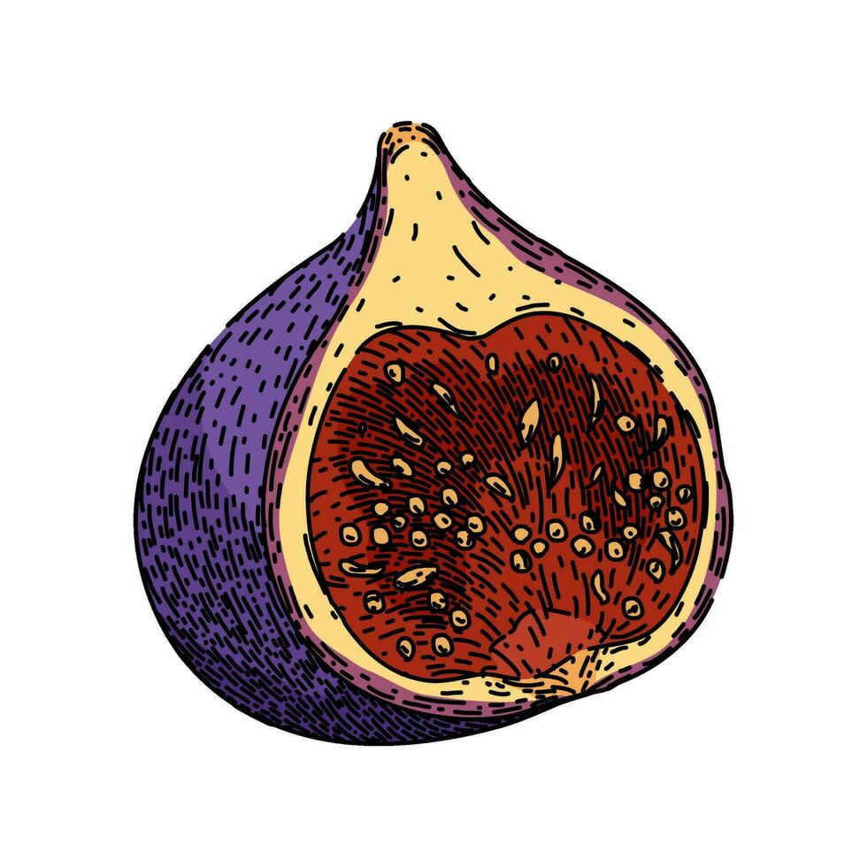 fresh fig sketch hand drawn vector