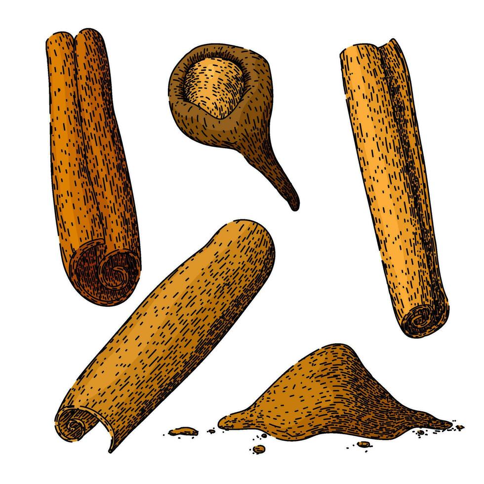cinnamon set sketch hand drawn vector