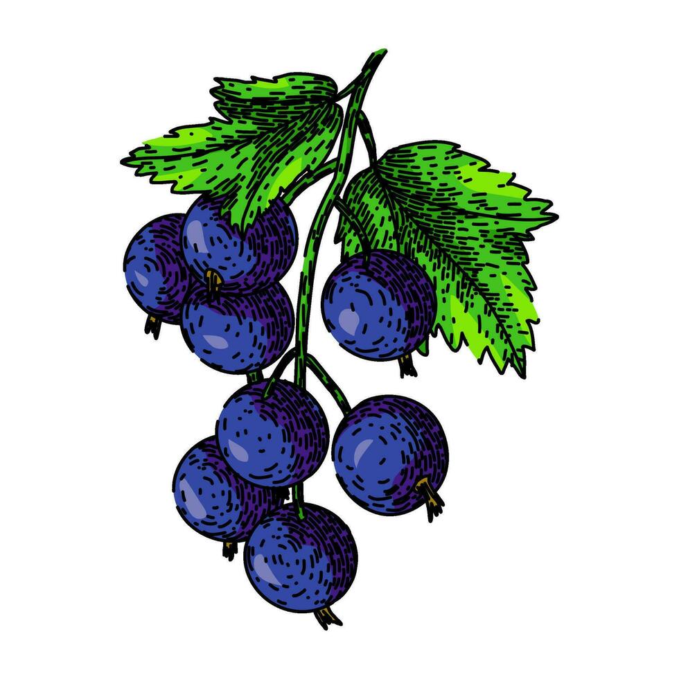 ripe black currant sketch hand drawn vector