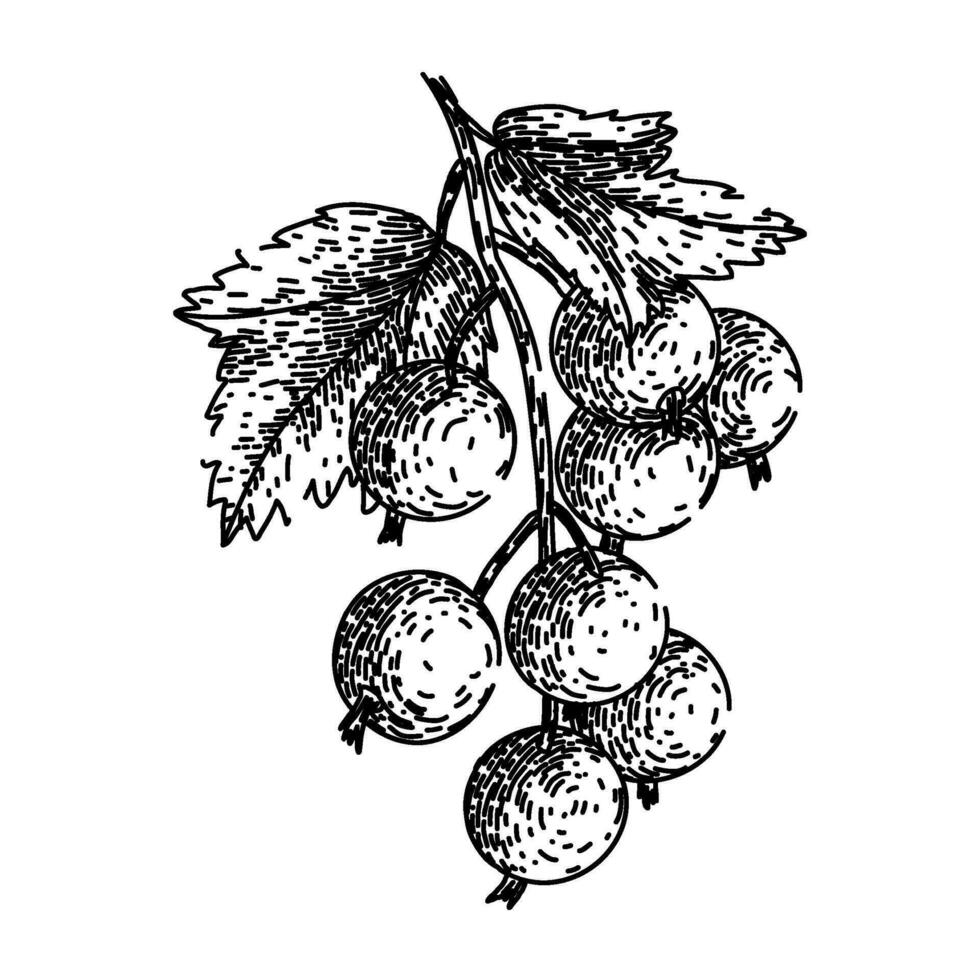 ripe black currant sketch hand drawn vector