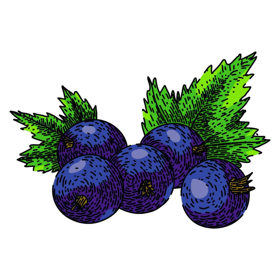 fruit black currant sketch hand drawn vector