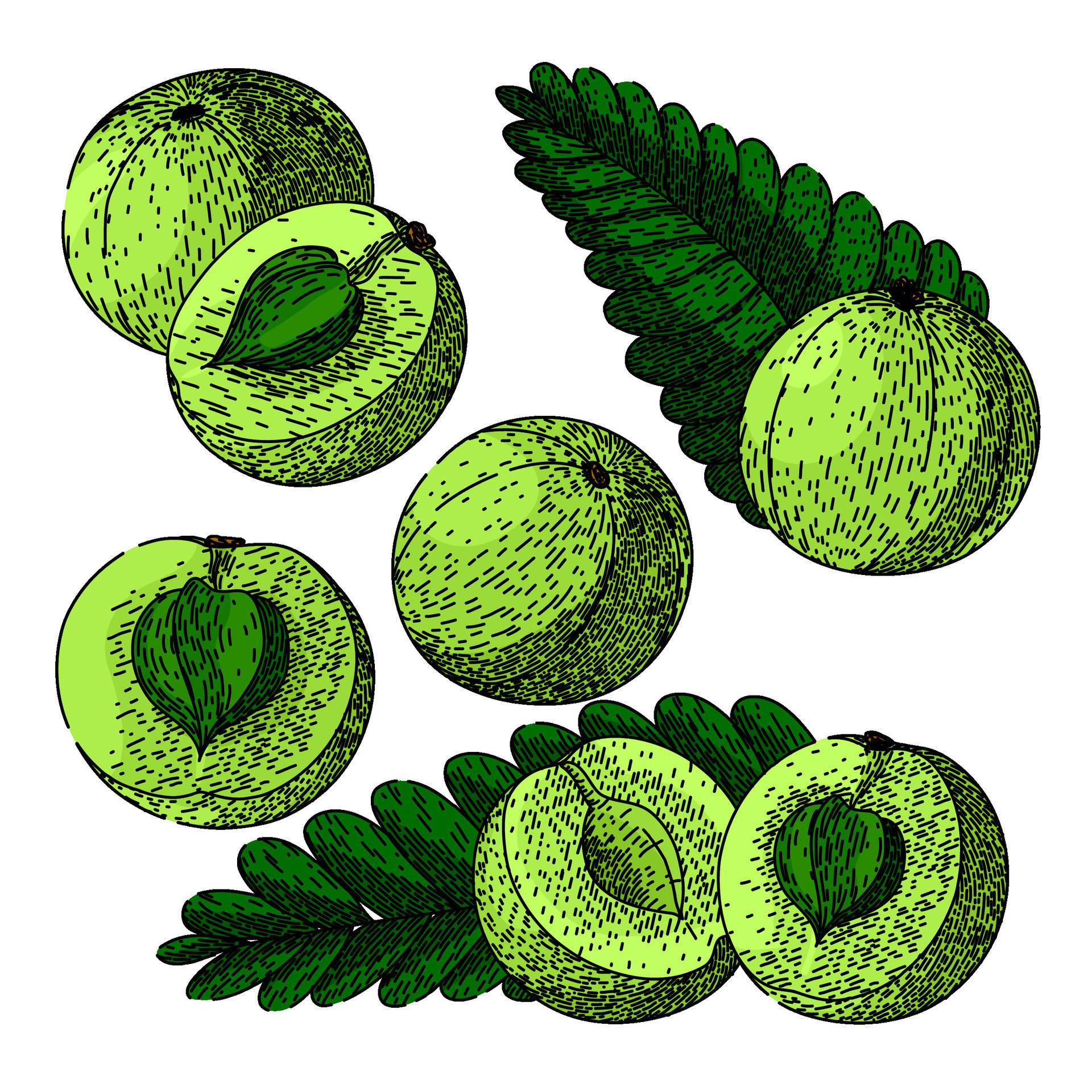 amla set sketch hand drawn vector 32521162 Vector Art at Vecteezy