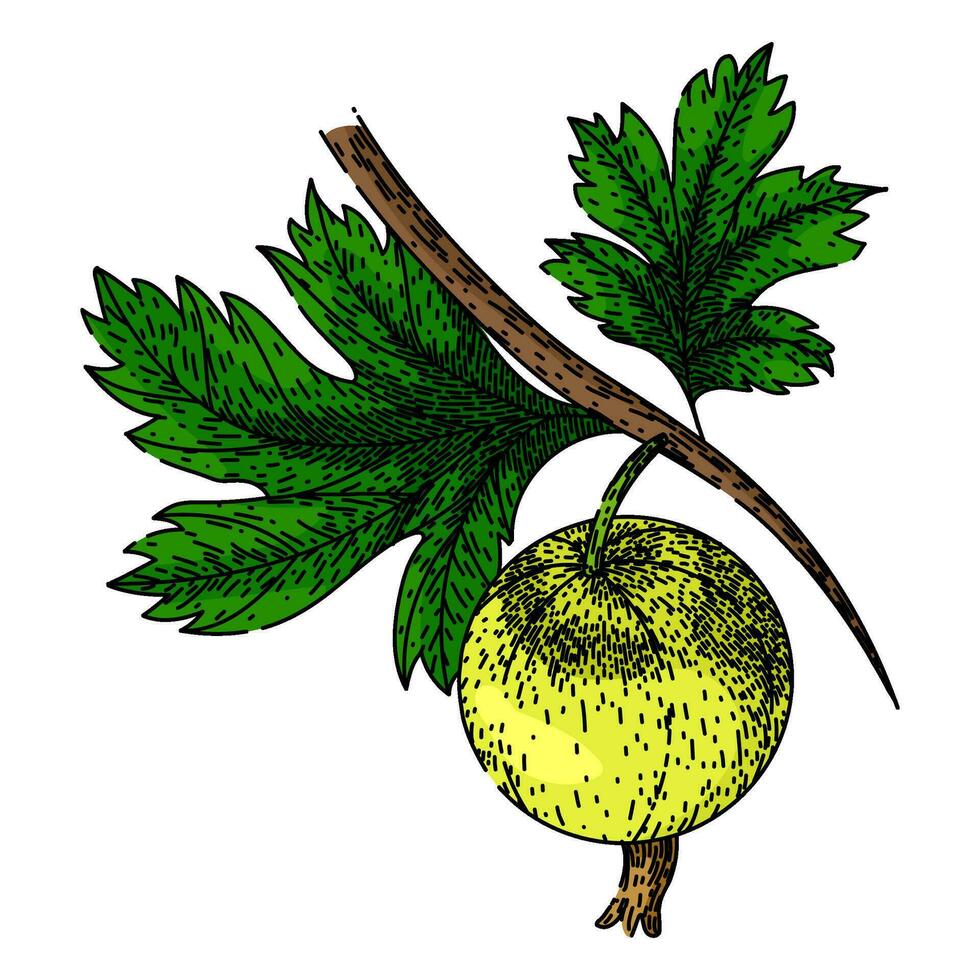 fruit gooseberry sketch hand drawn vector