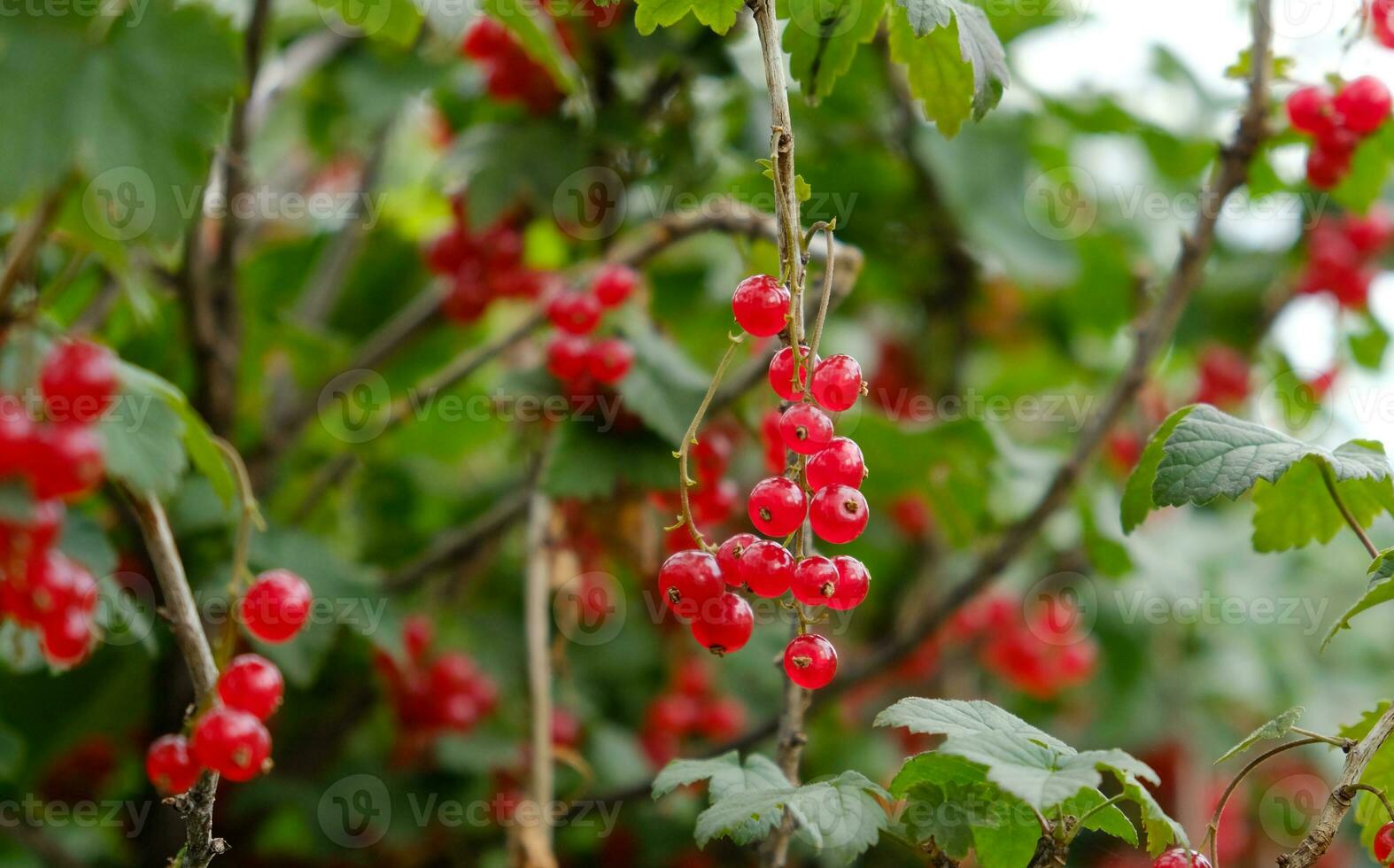 Clusters of ripe red currants hang on a bush. Healthy food concept. Growing plants and berries in the garden. The berries of red currant as a nutrition with vitamins for vegan. photo