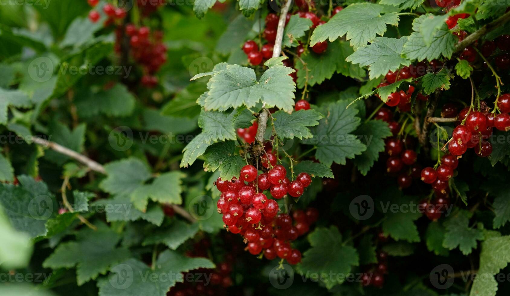 Clusters of ripe red currants hang on a bush. Healthy food concept. Growing plants and berries in the garden. The berries of red currant as a nutrition with vitamins for vegan. photo