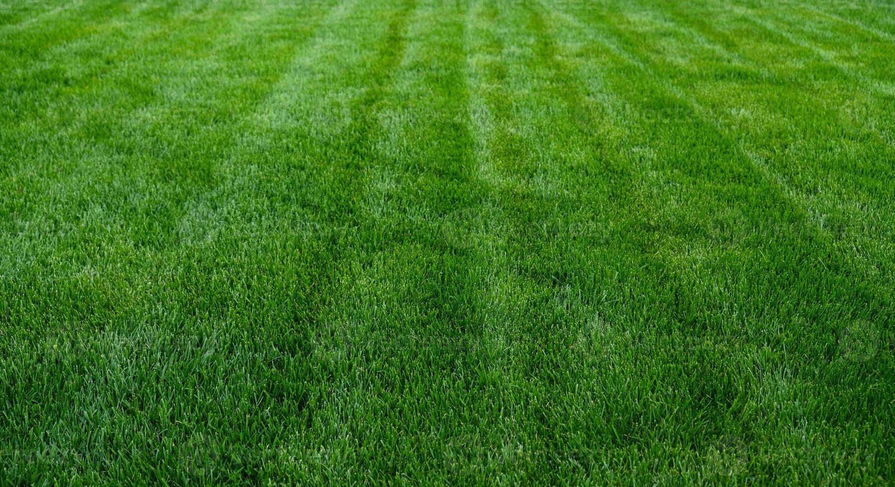 Close-up green grass, natural greenery texture of lawn garden. Stripes after mowing lawn court. Lawn for training football pitch, Golf Courses. photo